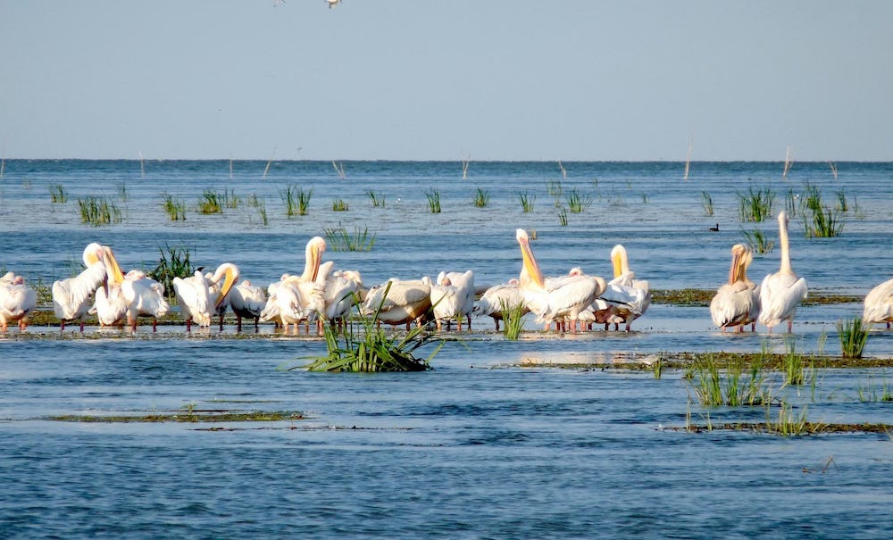Fotografie colonie de pelicani, excursie cu barca, traseu turistic la Sulina